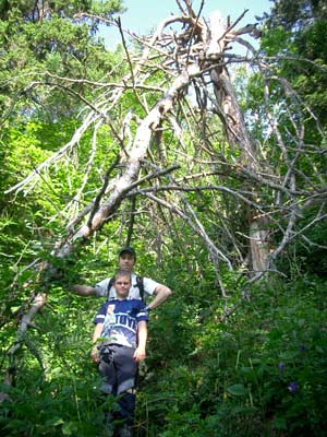 Beim umgestürzten Baum