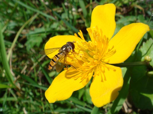 Kleine Wunder der Natur