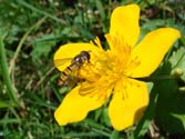 Kleine Wunder der Natur
