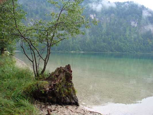 Alter Baumstamm am Ufer