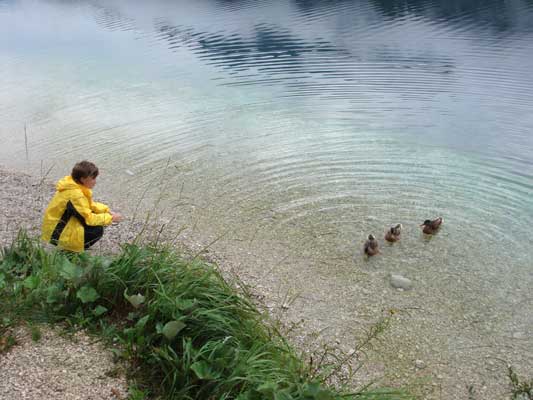 Enten im See