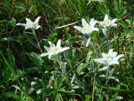 Edelweißblüte im Alpengarten