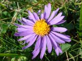 Alpen-Aster