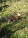 Hirsch im  Wildgehege