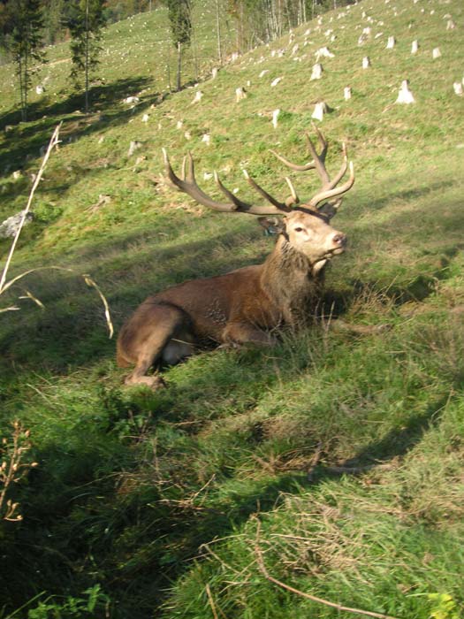 Hirsch im Wildpark Kleefeld