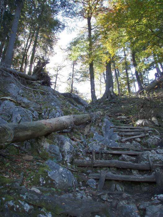 Holzstufen erleichtern den Anstieg im Wald