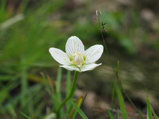 Kleine Wunder der Natur